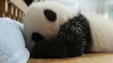 熊猫：别叫我，让我再睡一会哈