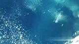 旅游-潜水员惊遇巨大的尖吻鲭鲨