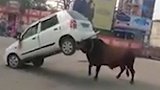 市区一公牛发狂差点掀翻汽车 围观男子猛泼一杯水将牛降服