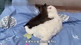 小猞猁成天和猫咪腻歪，白猫：其实我也很慌张