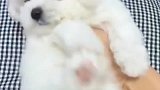 比熊犬，对老人孩子友好，家庭伴侣犬的优秀选择