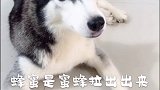 阿～多么痛的领悟，回忆也总会想哭二哈 萌宠 二哈智商