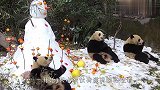 饲养员堆了个雪人，3只熊猫看到后，举动太逗了