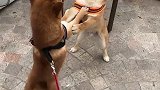 街头两只柴犬正在打架斗殴