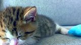 好可爱的小猫咪，超级喜欢