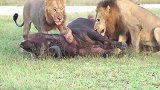 动物世界：野牛终于不动弹了，四头老雄狮开始进食！