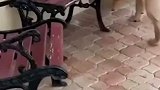 狗狗能有什么坏心思呢？