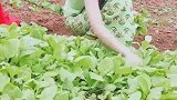 两个小姐姐在地里采摘小白菜，真是个美丽贤惠的姑娘！