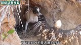 流浪狗找到洞穴生下小狗，不料被老鹰袭击，母狗的举动让人意外