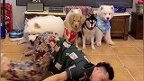 当你养了一群狗子，在家无聊时，还有一群观众给你捧场