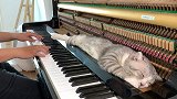 对猫弹琴：无尽的爱，小猫能听懂吗？