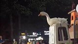 猫，第一次做小偷有点紧张呢