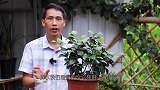 在茶花的生长季节，这种肥用两次，新芽粗又大