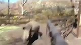 犀牛也敢骑 这货真的不要命了