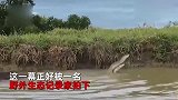 2米长的一对大蛇在水池中翻滚缠绕，像极了双人舞