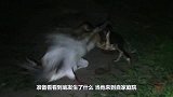 农夫半夜听见动物惨叫声，起身一看乐了，镜头记录全过程！