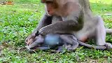 猴子宝宝有些抽搐！