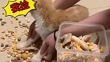 是时候让你知道，什么叫做人心险恶了，猫咪真是无辜