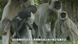 小猴掉在地上没有生命迹象，猴妈妈悲痛不已，一旁的人们却笑了！