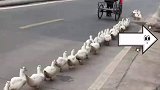广西桂林，大爷领着鸭子过马路