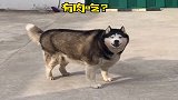 在妈妈家寄养的狗狗，竟长成这样，怎么越看越像头猪呢？