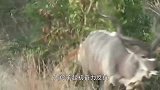 鬣狗捕杀大羚羊，羚羊身负重伤，惨遭鬣狗分食