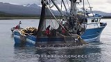 黑龙江渔民捕到中国最大淡水鱼，重达上千斤，专家赶到后脸色巨变