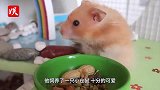 主人给仓鼠拔牙，下一秒仓鼠反应绝了！千万憋住笑！