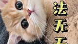 如何对付饱受溺爱的小猫咪！
