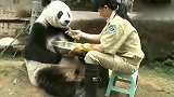 好暖啊！大熊猫年龄大了，吃饭都是饲养员一口一口的喂！