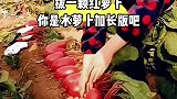 这么大个头水萝卜，这是啥品种