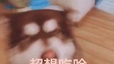 他们都说养三傻的人比三傻还纯，我怎么觉得我聪明多了