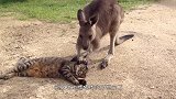 千万不要让浣熊逮到猫，一撸就是一整天，镜头拍下全过程