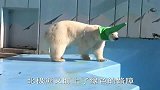 北极熊：最爱戴绿帽子的北极熊，可能没见过对它一见钟情了！
