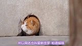 八旗正黄橘的御猫，就算猫设崩塌我也爱它，你们还爱它吗