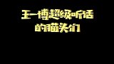 饭随爱豆，王一博的猫头们真是太懂事了！