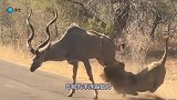 狮子在马路上捕捉羚羊，却被羚羊连踢数脚，狮子急了：没完没了？