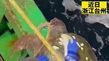 海龟吃着鳗鱼，做着“背部清洁”，最后游回了大海