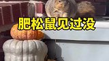 没想到松鼠吃素也能够长得这么胖