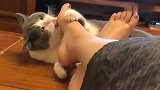 猫咪：主人这脚挺味啊，太上头了！