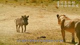 大胆野猪竟和犀牛抢食，犀牛冲过去一顶，野猪直接被顶飞