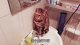 豹猫霸占卫生间，导致主人无法洗澡，7天！整整7天了！
