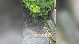 上海暴雨“逼疯”明星：陈赫家漏成水帘洞，陈龙在家都得打伞