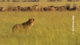 鬣狗和狮群对抗，狮王杀掉鬣狗女王