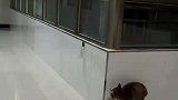 一只猫咪搞偷袭，另一只也不含糊