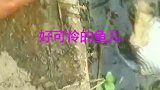 这鱼的生命力太强了，都这样了居然还没死！