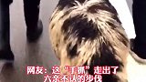 一只盐池滩羊奔上高速，被工作人员无情抓走。网友：这“手抓”走出了六亲不认的步伐！国家一级抬杠运动员（实习）