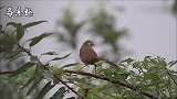 实拍野生画眉鸟觅食，雨中穿梭跳跃，太可爱了