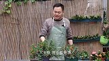 春季养金鱼吊兰浇一勺“它”开花不断！