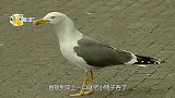 海鸥在鸭妈妈面前生吞小鸭，鸭妈妈将其拖下水，结果却让人意外